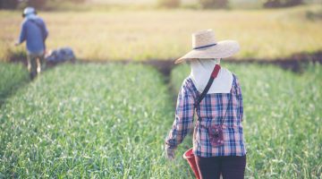 Produtor Rural colhendo alimentos no campo